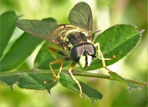Réf. 278 156 : Chrysotoxum cautum
